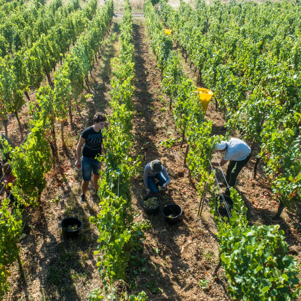 Drone vendanges Alsace
