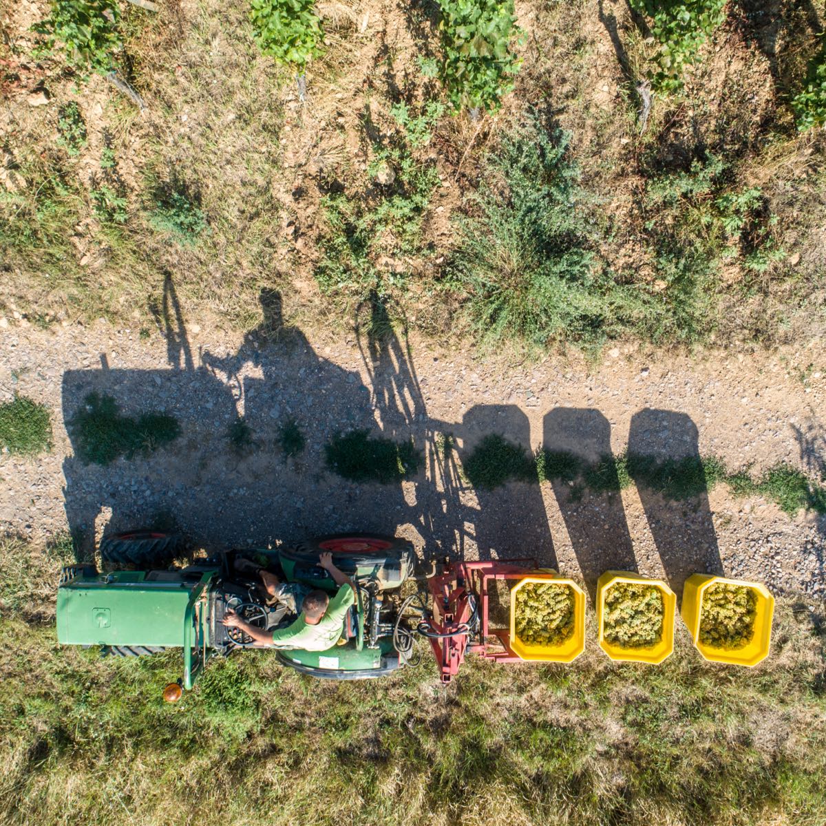 Vue zenithale vendanges Alsace