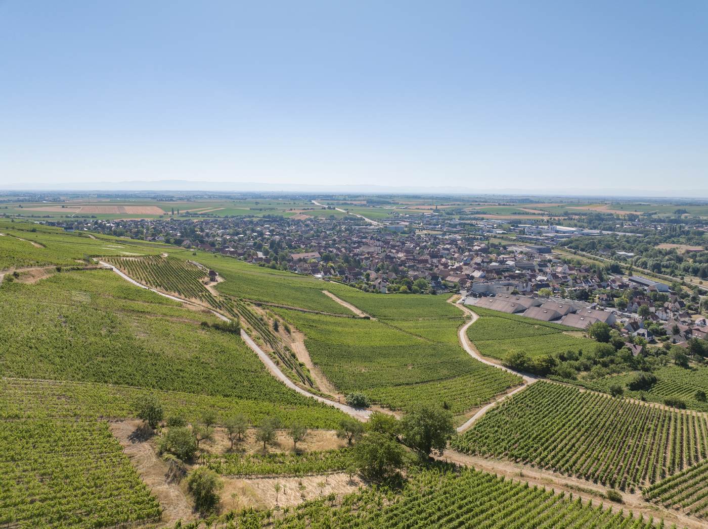 Marlenheim, vignoble jusqu'à l'horizon